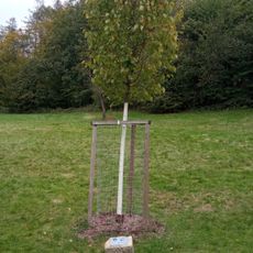 Lípa slovinsko-českého přátelství v Malenisku