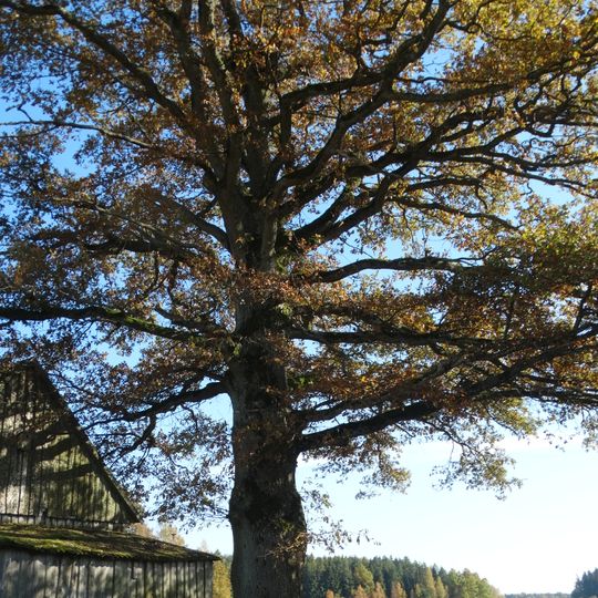 Margininkų ąžuolas