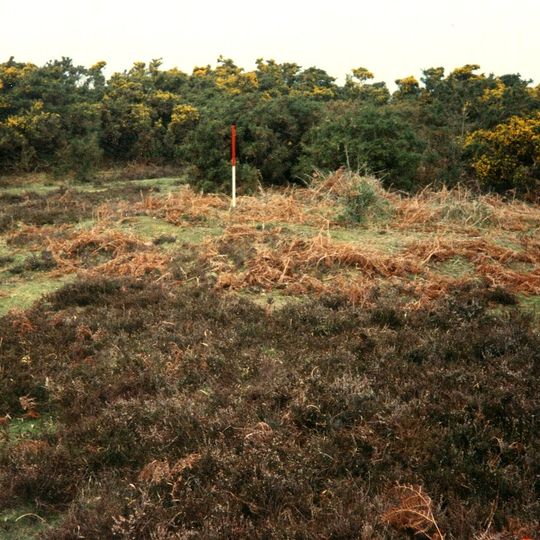 Bowl barrow on Wilverley Plain