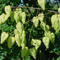 Arboretum de la Cude