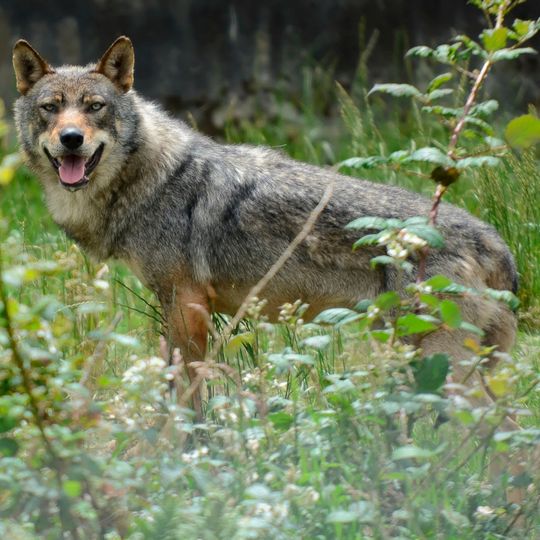 Domaine de Menez-Meur