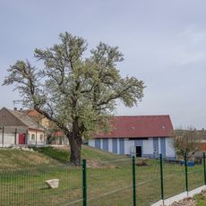 Hrušeň zelenka in Kvíc