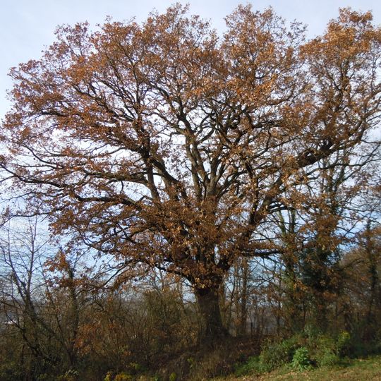 1 Eiche am Herrlesberg