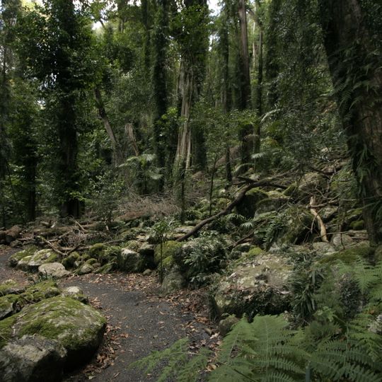 Dorrigo-Nationalpark