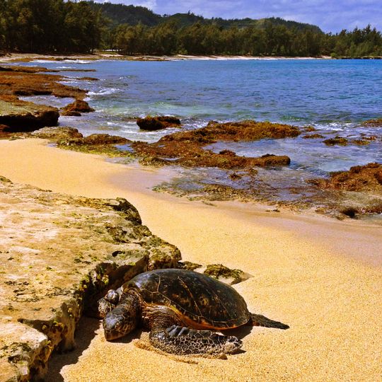 Turtle Bay