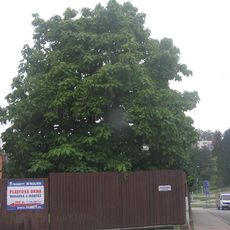 Katalpa trubačovitá