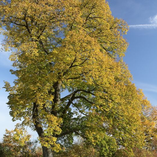 Drei Linden mit Grubbank