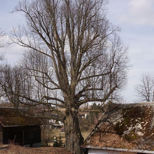 Lípa v Jílové u Držkova