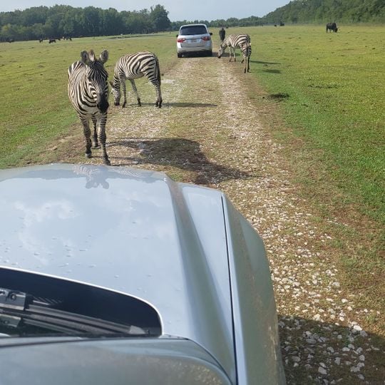 High Delta Safari Park