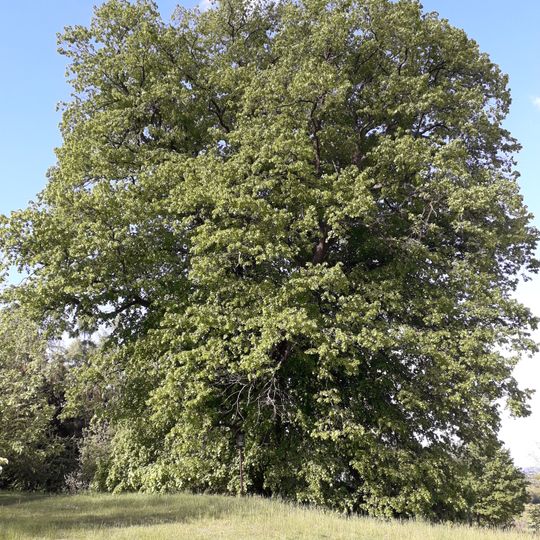 Bedřichovická lípa