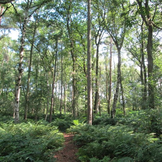 Black Firs and Cranberry Bog