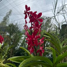 National Orchid Garden