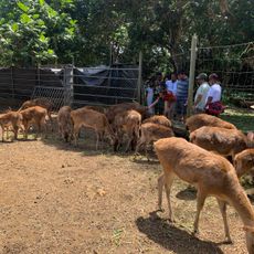 Deer Pen