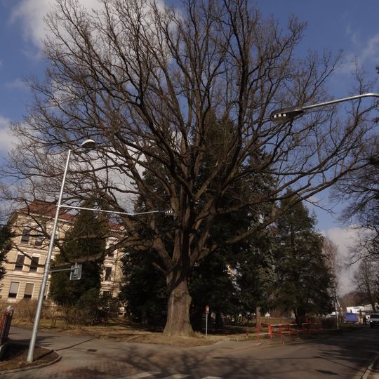 Dub letní v Chrastavě