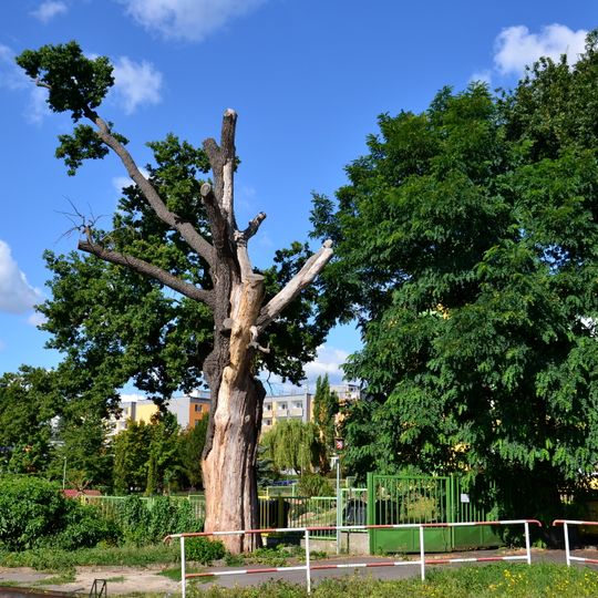 Dub v Křižíkově ulici