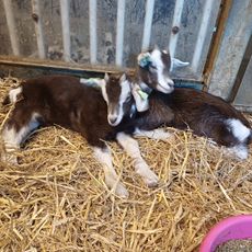 Kinderboerderij