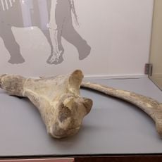 Museo archeologico ernico