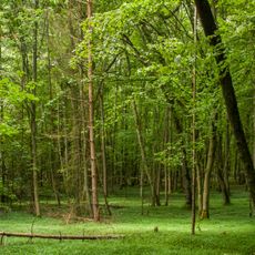 Bruderwald mit Naturwaldreservat Wolfsruhe