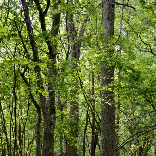 Kivertsivska dacha-1 protected tract