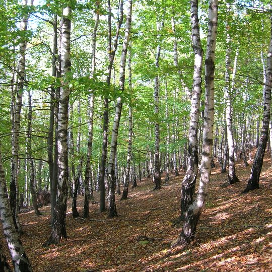 Rezervația forestieră Dobreni