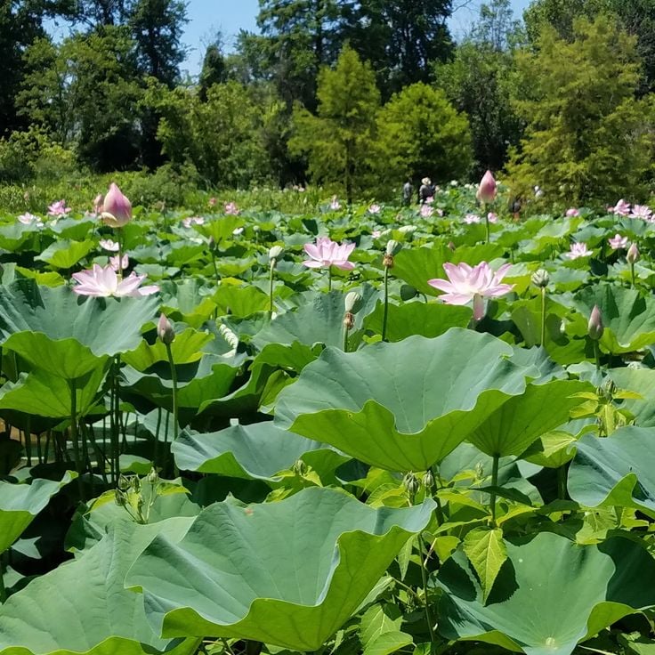 Kenilworth Aquatic Gardens