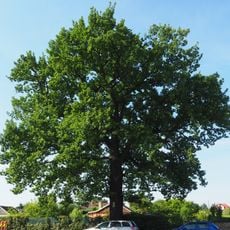 Eiche an der Rankestraße