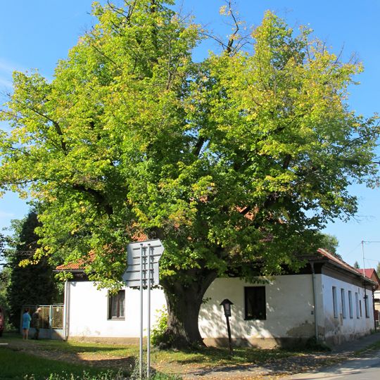 Famous tree in Lochovice