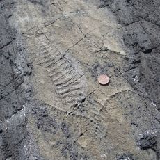 Mistaken Point Ecological Reserve
