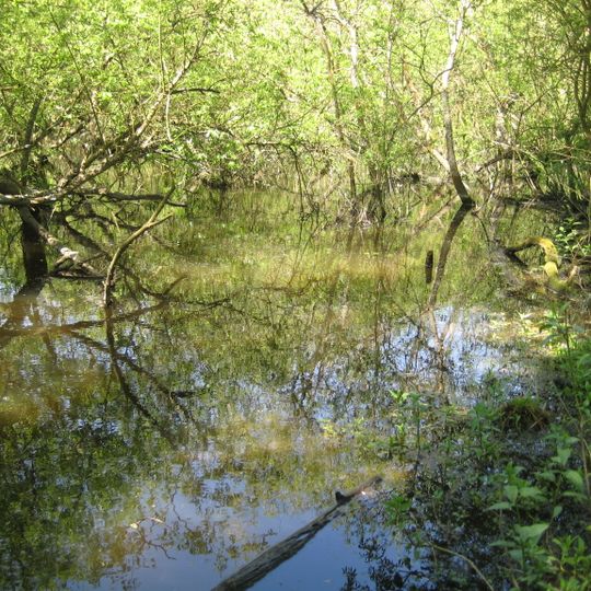 Moor Park SSSI, Surrey