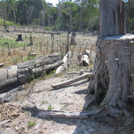 Forêt nationale de Jamanxim ‎