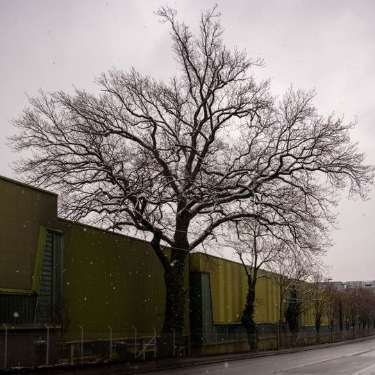 1 Stieleiche, Quercus robur