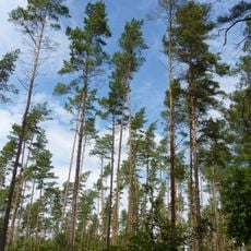 Dünenkiefernwald am Langhagensee