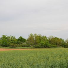 Feldgehölz am Signal Herrgottsfeld Pfad, Stutz
