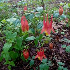 Big River State Forest