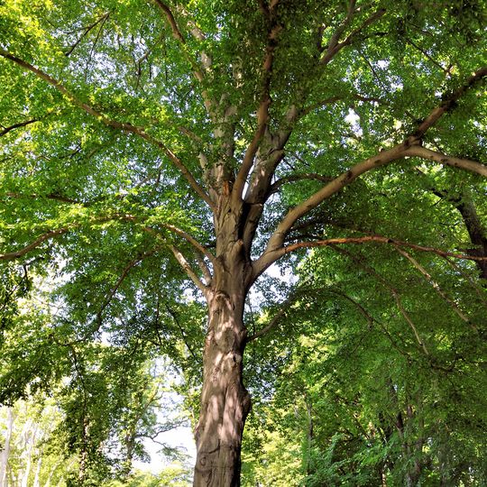 Rot-Buche Treptower Park