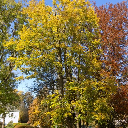 Lípa velkolistá v Jindřichovickém zámeckém parku