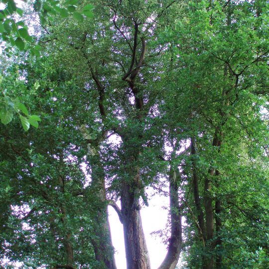 Lípa u Petrova mlýna