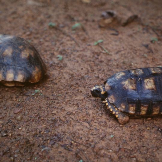 Reserva Extrativista Médio Juruá