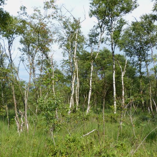 Torfkanal und Randmoore