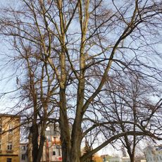 Pomnikowy buk w parku Pianistyki Polskiej