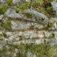 Polissoir des Griffes du Diable