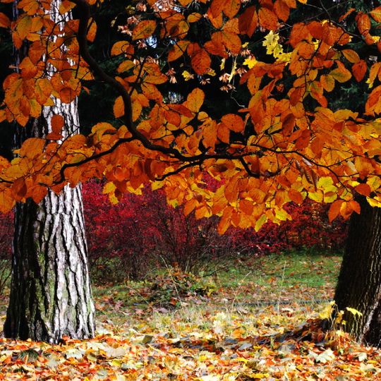 Urbanistický súbor, arborétum