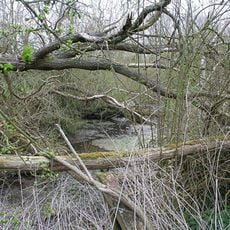 Ring Dam medieval fishpond