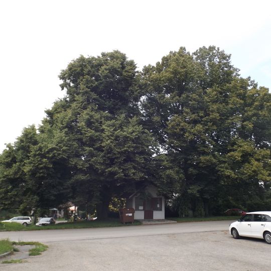 Lípy u Božích muk u Stojčína