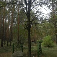 Naturdenkmal Reckins Eiche ca. 1 km NW vom Krämerpfuhl in Falkenhagen (Forst)