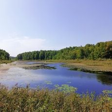 Białowieża Forest