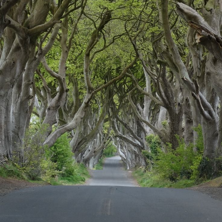 The Dark Hedges