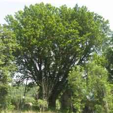 Buk lesní v Koclířově