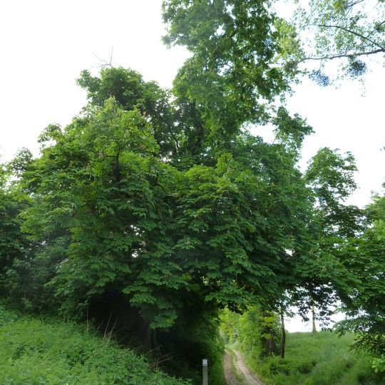 Horse chestnut tree