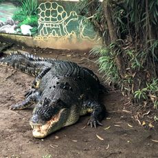 Crocolandia Foundation